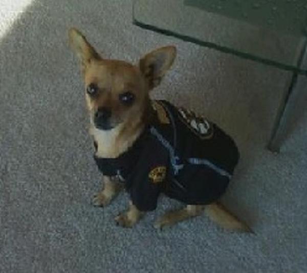 boston bruins jersey for dogs