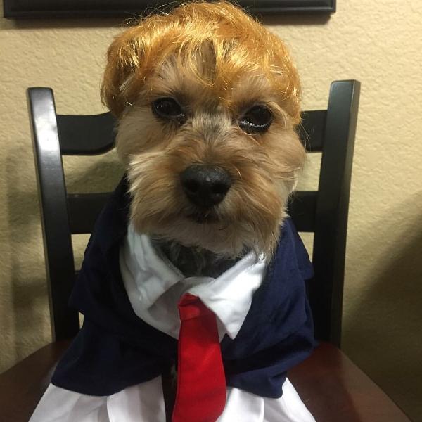 dog suit tie