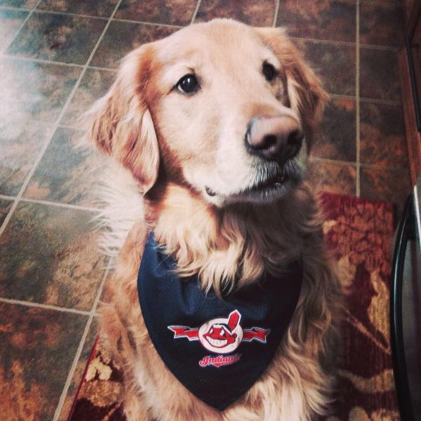 cleveland indians dog jersey