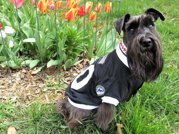 colorado rockies dog jersey