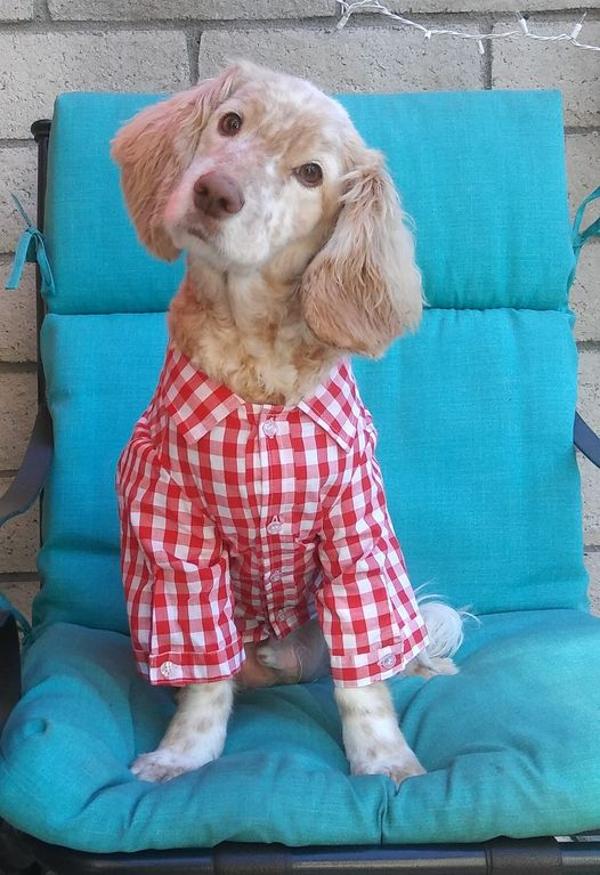 Fabdog® Plaid Button Down Dog Shirt - Red | BaxterBoo