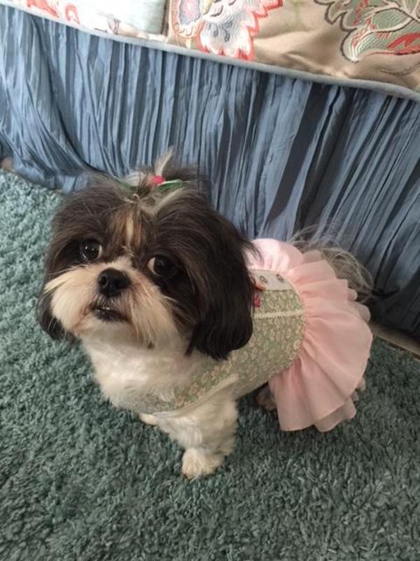 Gatsby Girl Dog Dress By Dogo Baxterboo