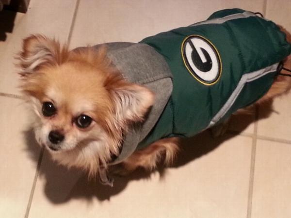 packers dog gear