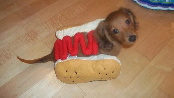 Image result for dachshund HALLOWEEN food costumes