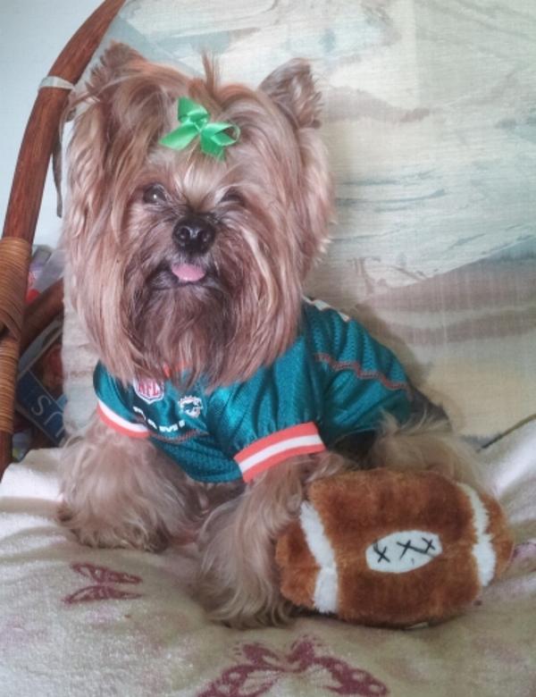 miami dolphins dog jersey