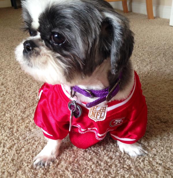 49ers puppy jersey
