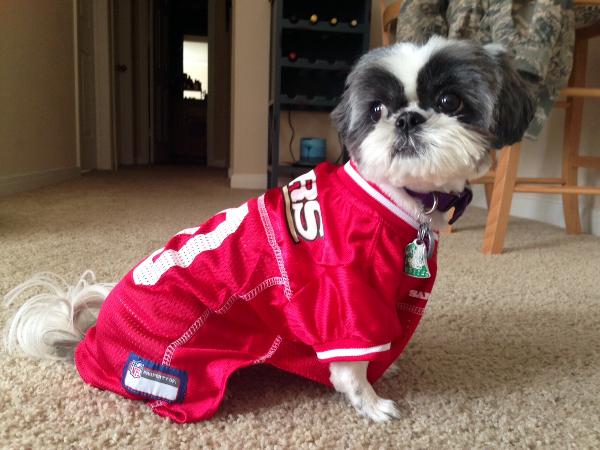 49ers small dog jersey