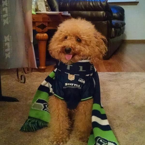 seahawks jersey for dogs