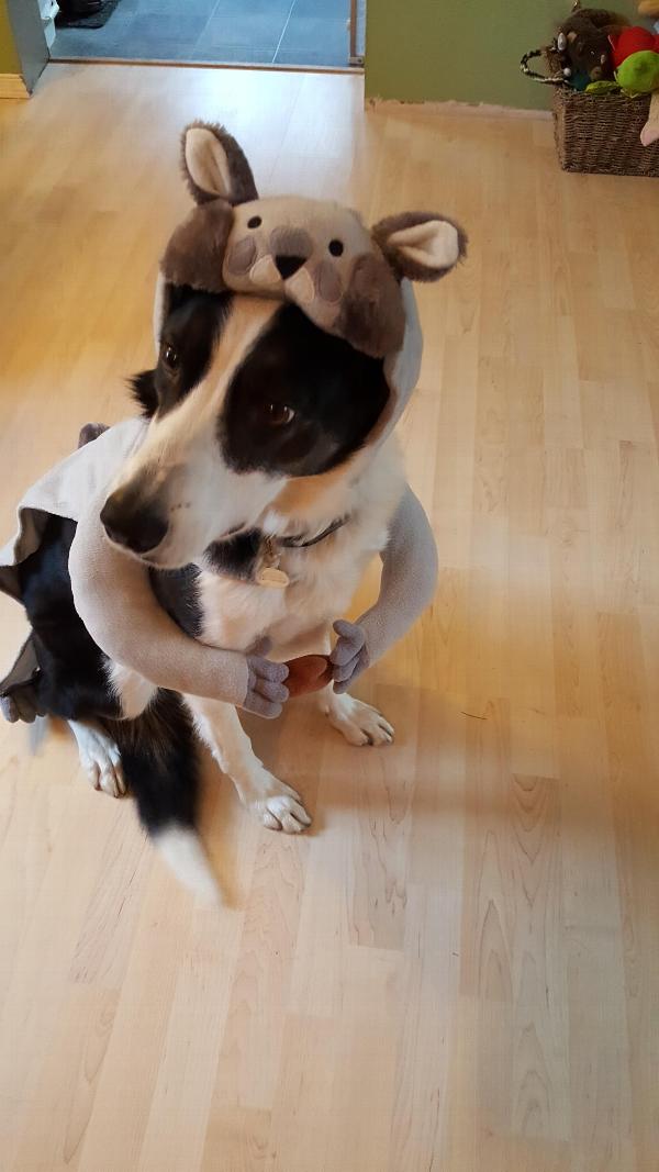 Squirrel Dog Costume with Same Day Shipping | BaxterBoo