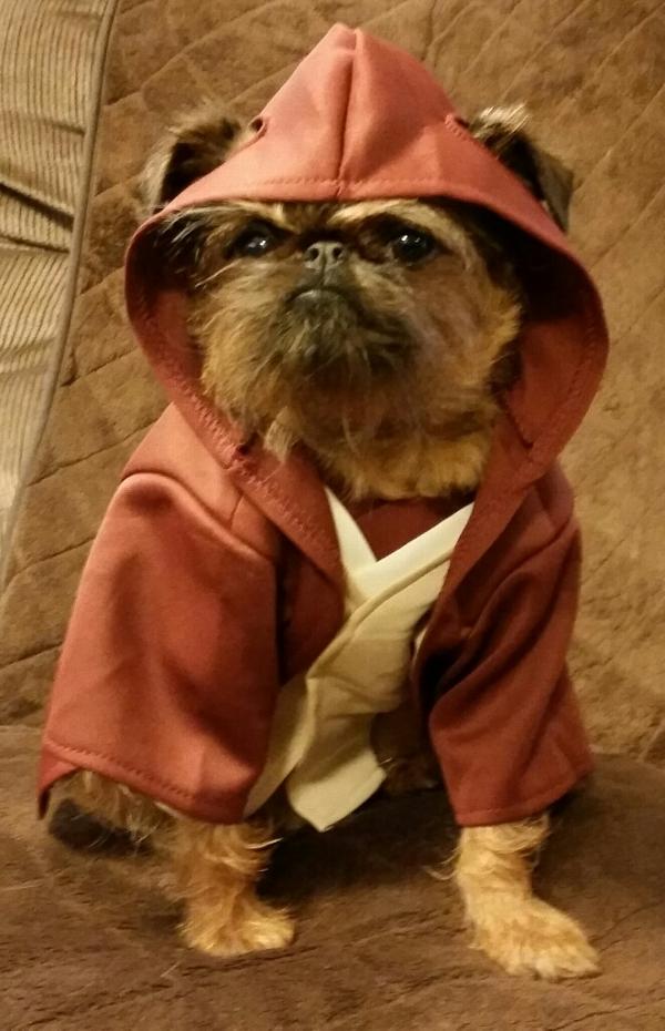 Jedi Costume For Dogs
 Star Wars Jedi Robe Dog Costume