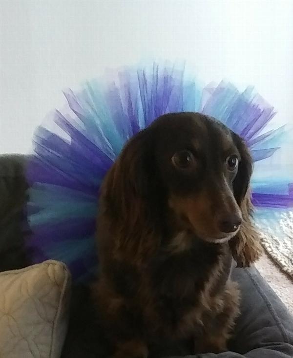 PAWPATU Tulle Tutu for Dogs or Cats Small Royal Blue