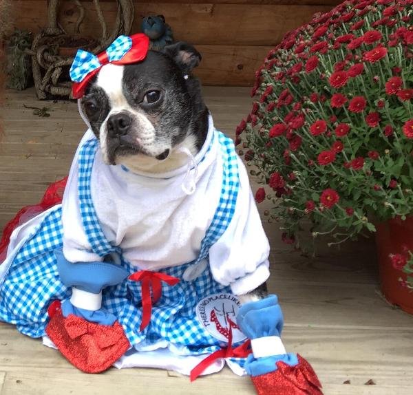 Dorothy Dog Costume
 Wizard of Oz Dorothy Dog Halloween Costume