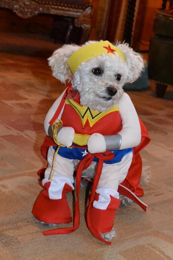 Wonder Woman Dog Halloween Costume | BaxterBoo