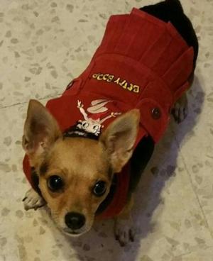 betty boop dog clothes