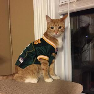 green bay packers cat jersey