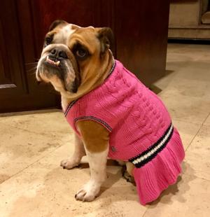 School Girl Dog Sweater Dress by Dogo | BaxterBoo