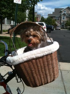 tagalong wicker bicycle basket