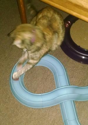 turbo track cat toy