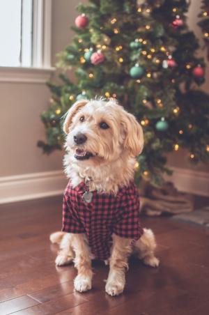 Worthy Dog Buffalo Plaid Dog Shirt | BaxterBoo