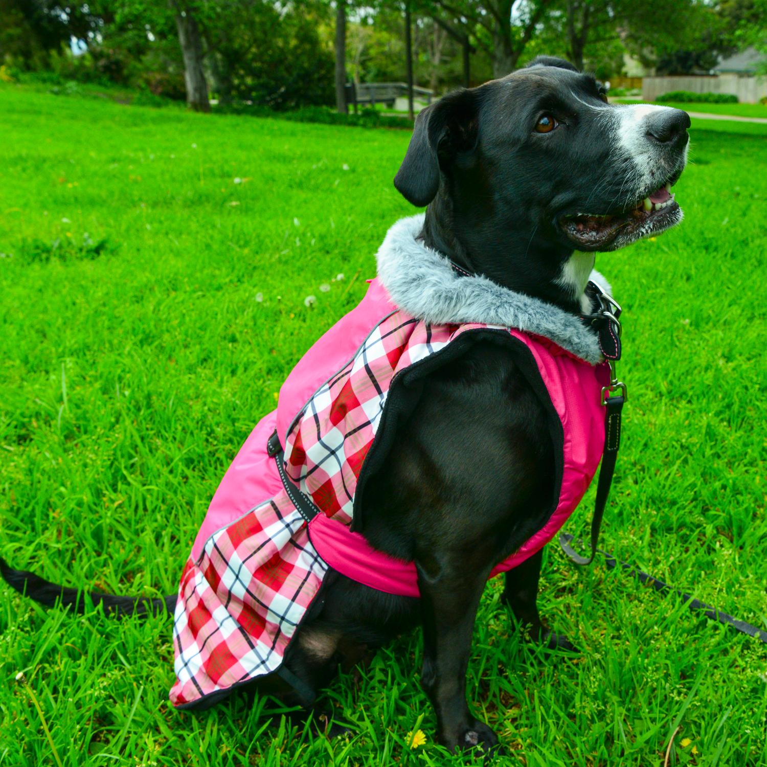 Alpine All Weather Dog Coat by Doggie Design - Raspberry Plaid