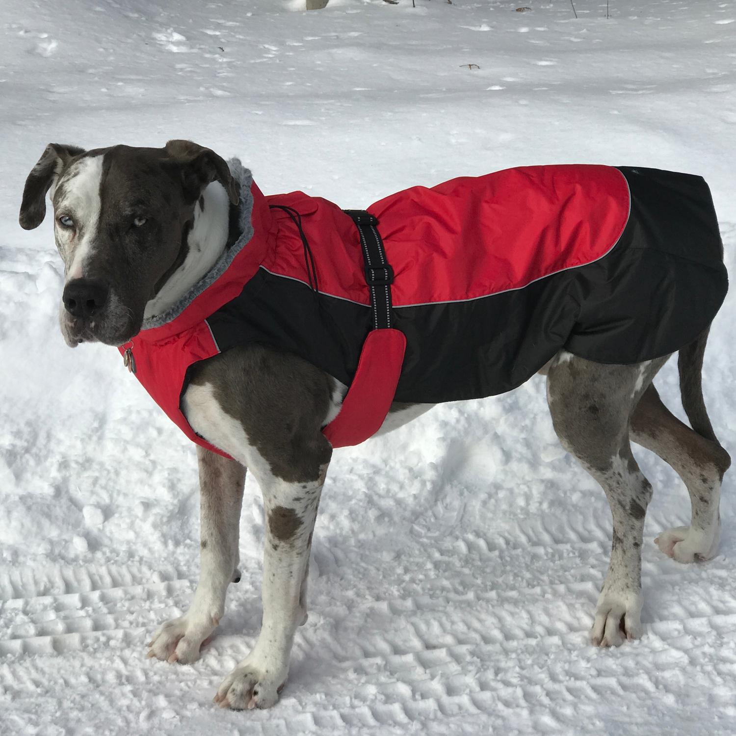 Alpine All-Weather Dog Coat by Doggie Design - Red and Black