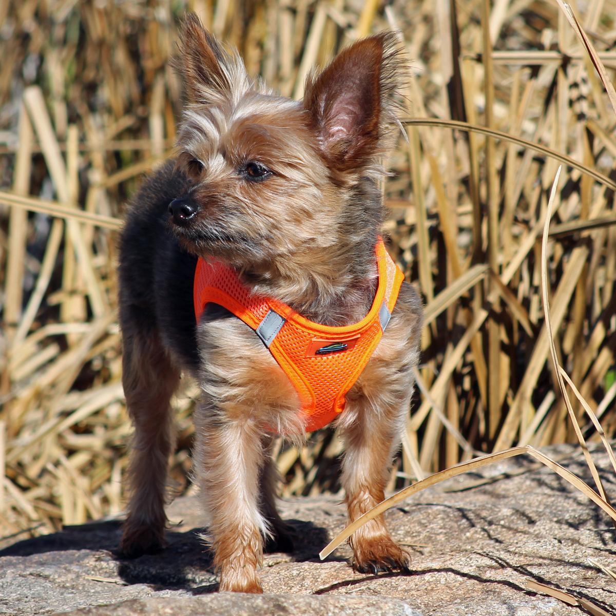 American River Ultra Choke-Free Mesh Dog Harness by Doggie Design - Hunter Orange