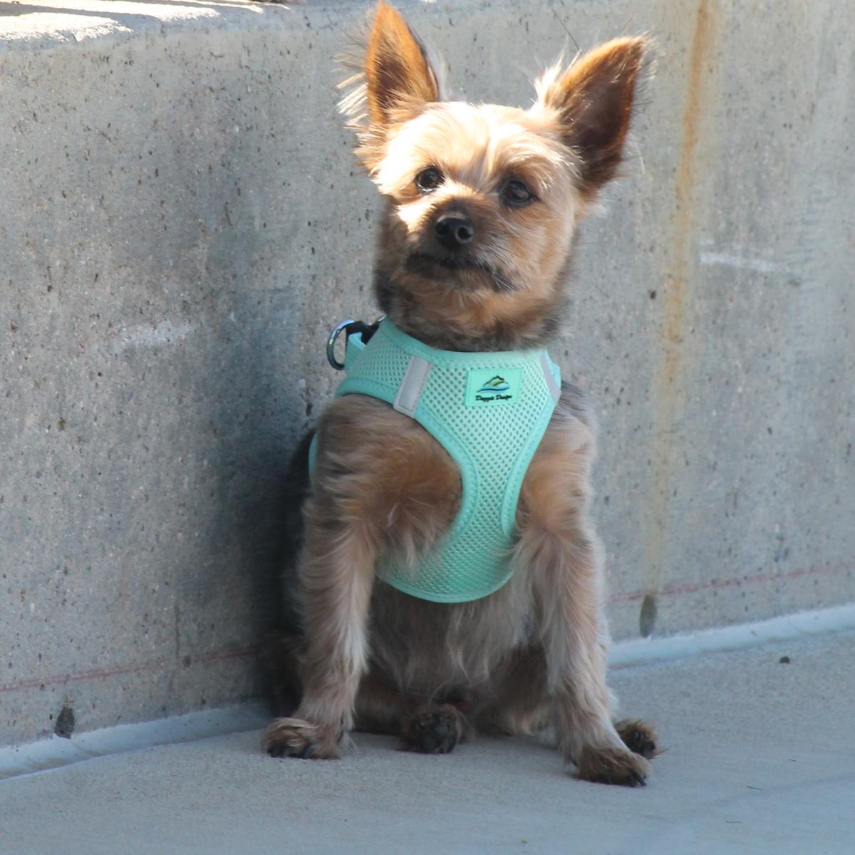 American River Ultra Choke-Free Mesh Dog Harness by Doggie Design - Teal