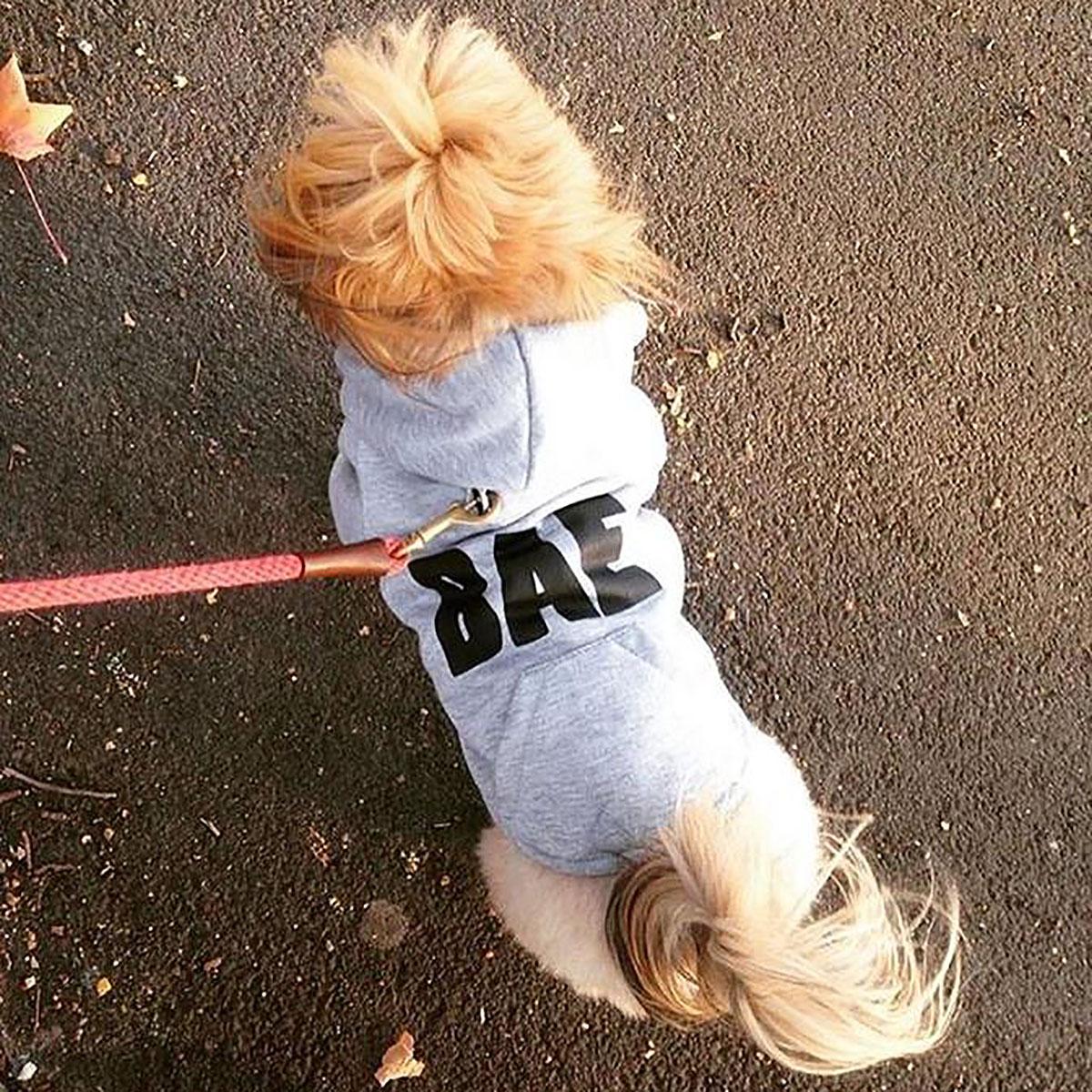 bae dog hoodie