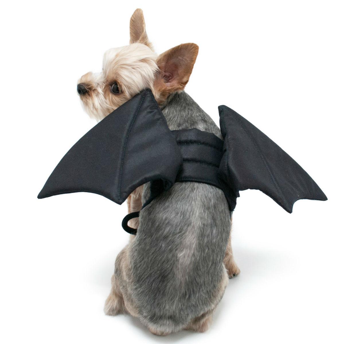 Bat Wings Dog Costume by Dogo | BaxterBoo
