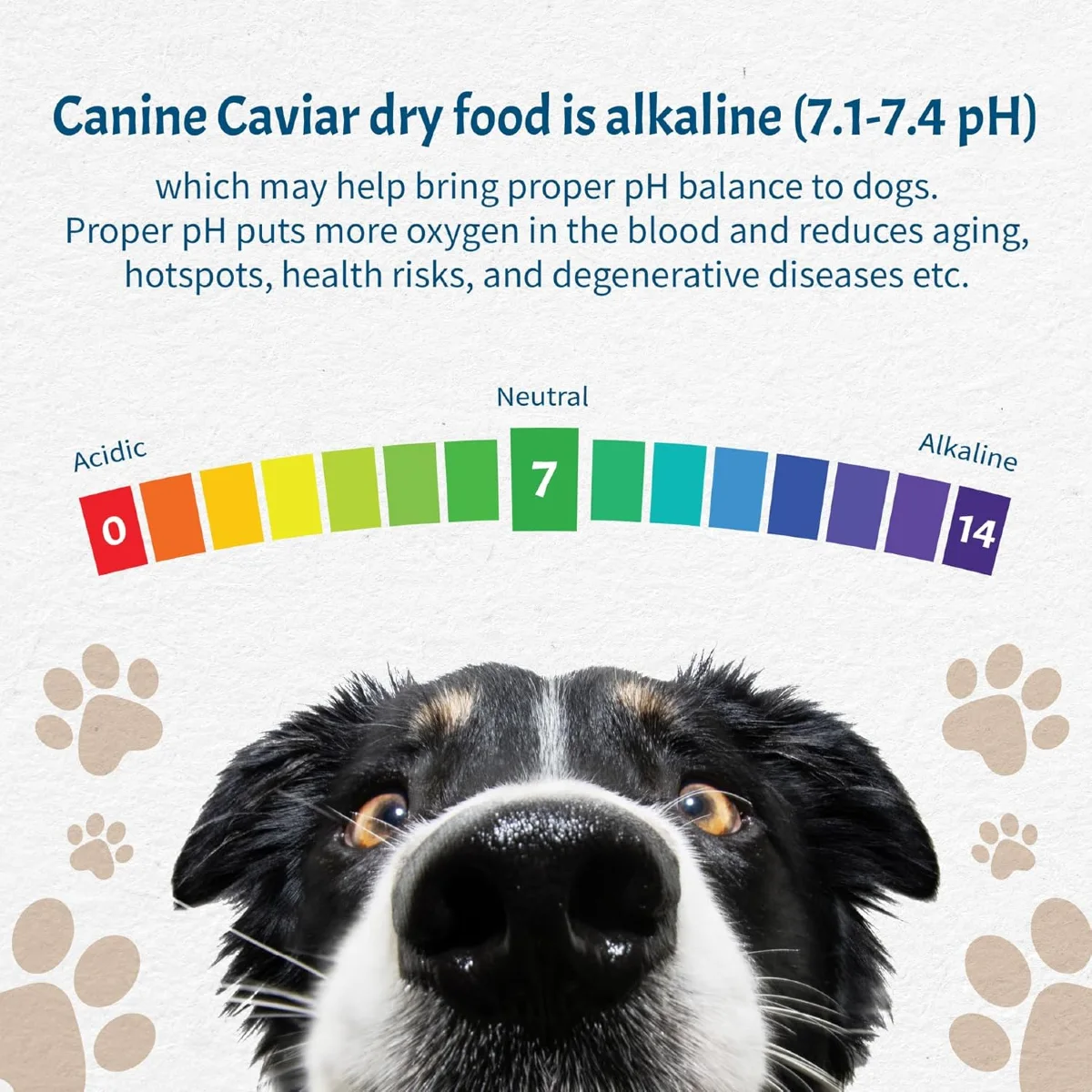 Canine Caviar Limited-Ingredient Alkaline Holistic Dry Dog Food - Leaping Spirit with Venison & Pearl Millet