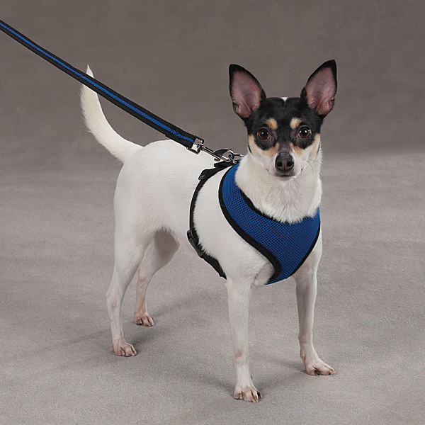 blue harness for dogs