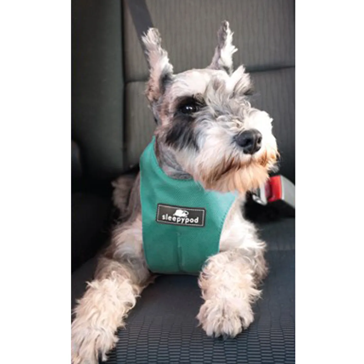 Clickit Sport Dog Harness by Sleepypod - Robin Egg Blue - Limited Edition