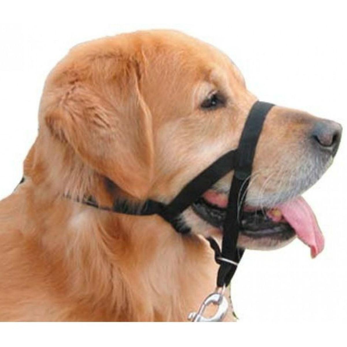 Coastal Walk 'n Train! Dog Head Halter | BaxterBoo