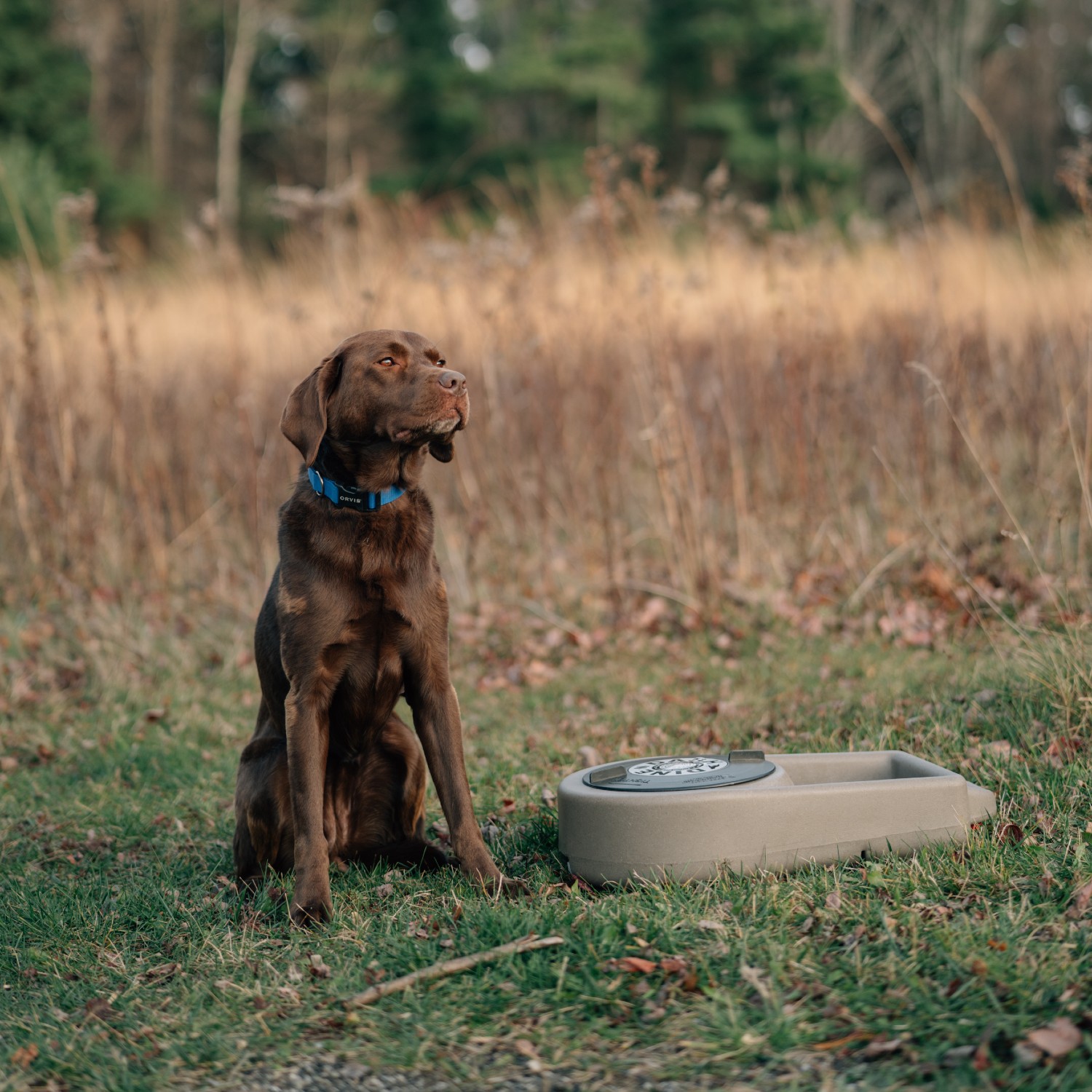 Orvis dog proof feeding 2024 station