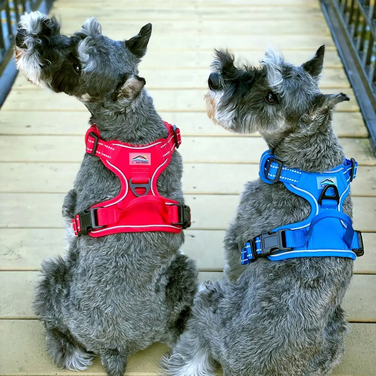 Doggie Design Venture Paw Dog Harness - Mountain Lake