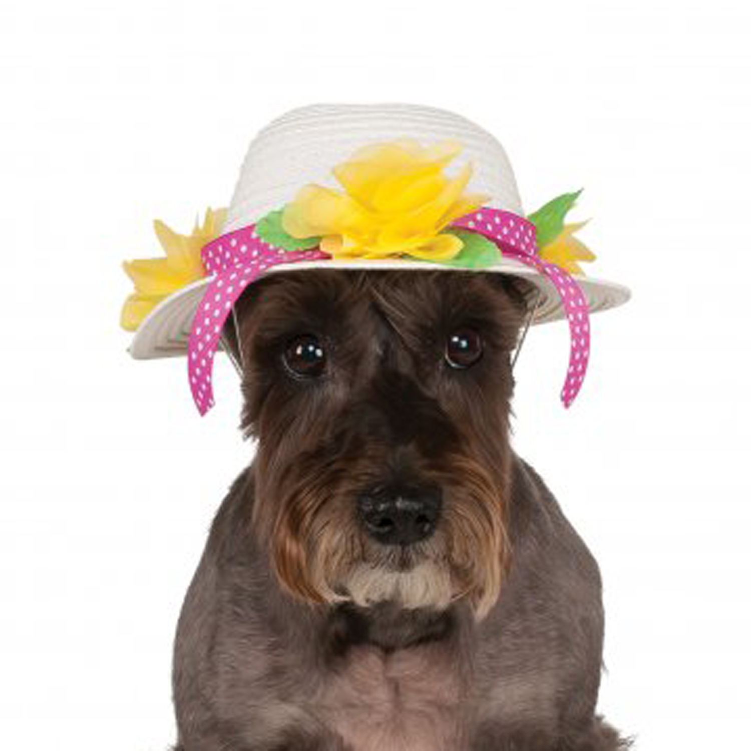 Easter Bonnet Dog Hat with Same Day 