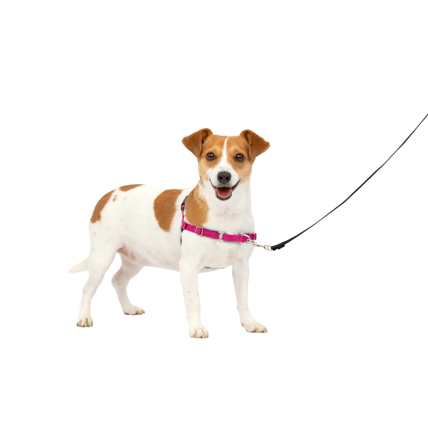 Easy Walk Nylon Harness by PetSafe - Raspberry/Grey