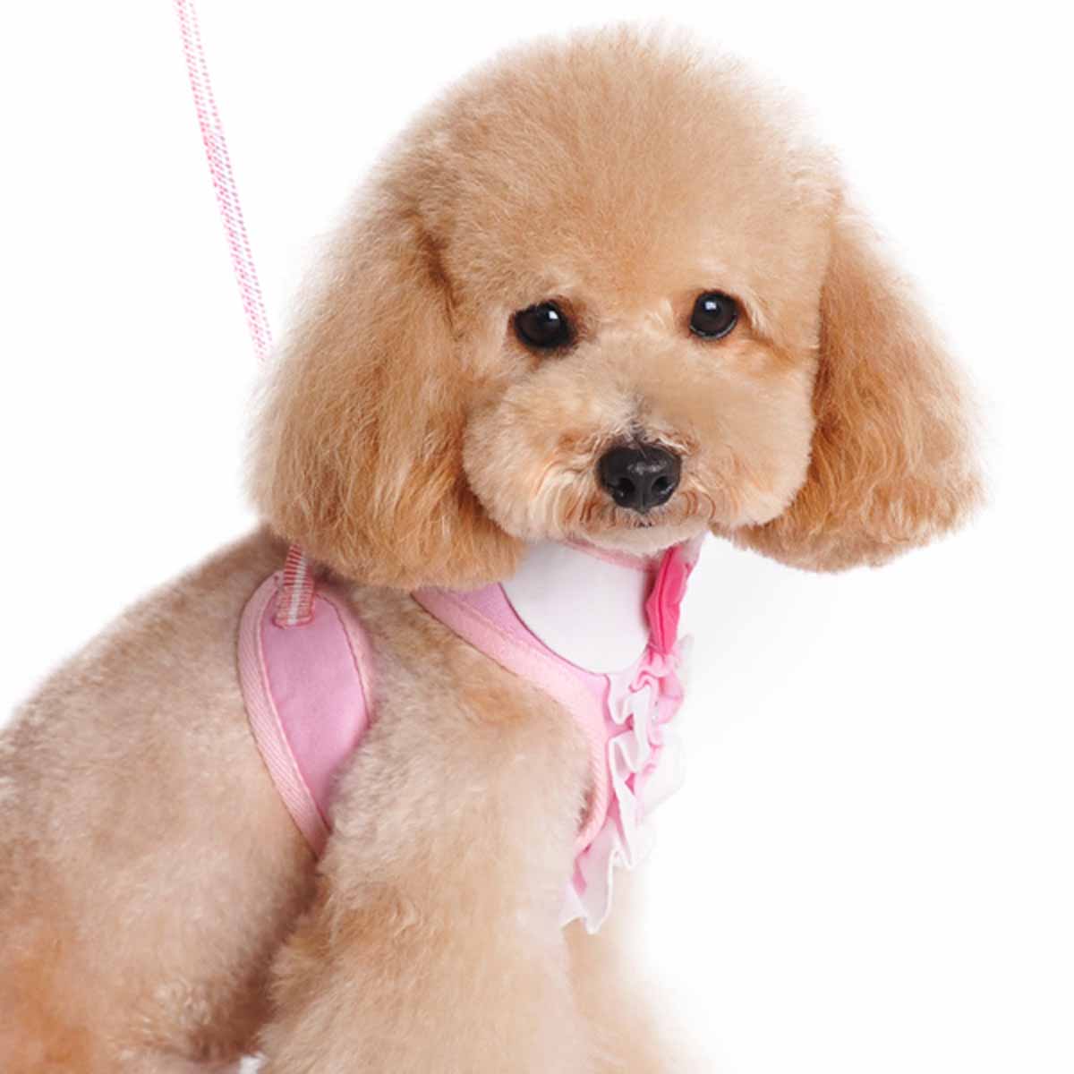 EasyGo Ruffle Dog Harness by Dogo - Pink | BaxterBoo