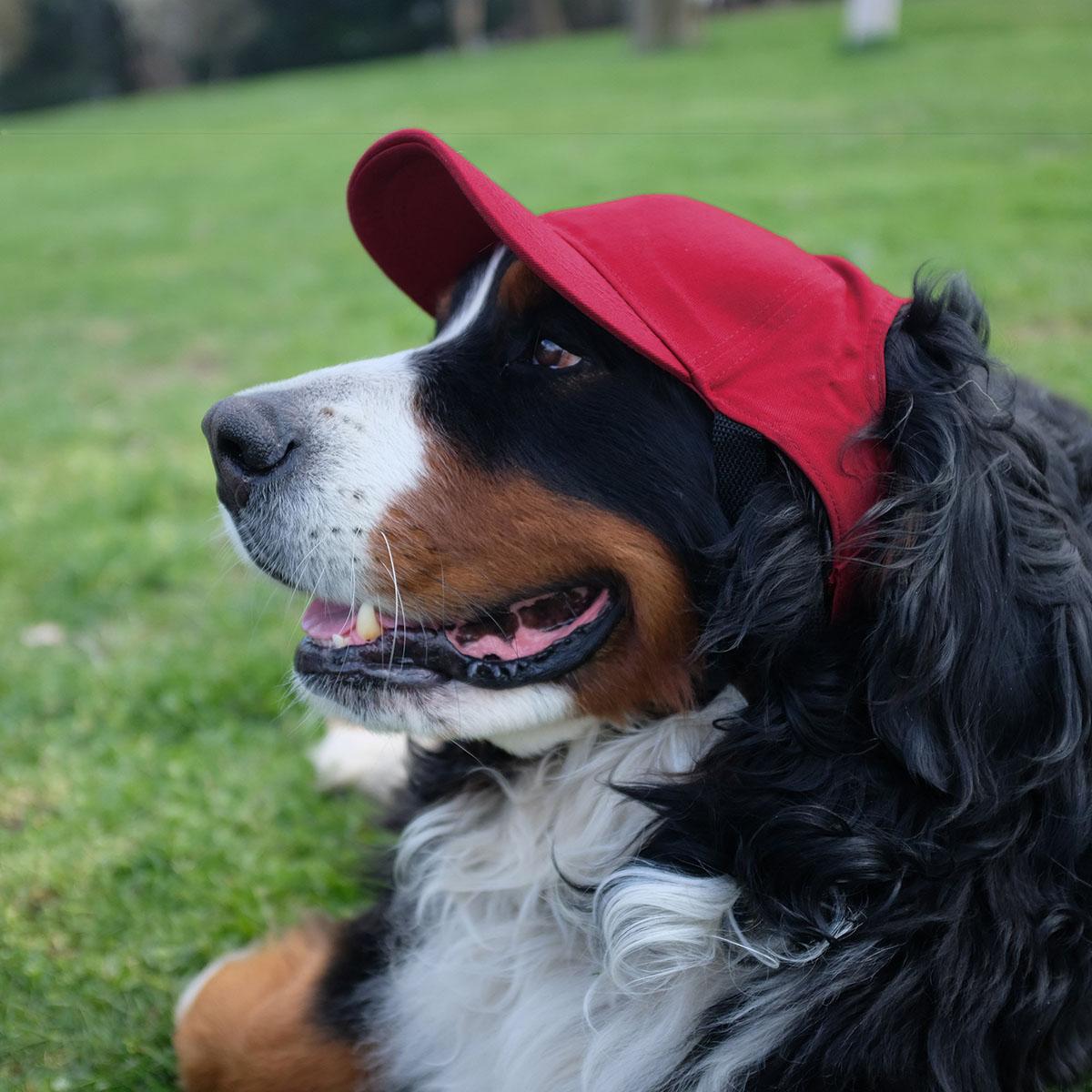 Green Bay Packers Dog Baseball Hat