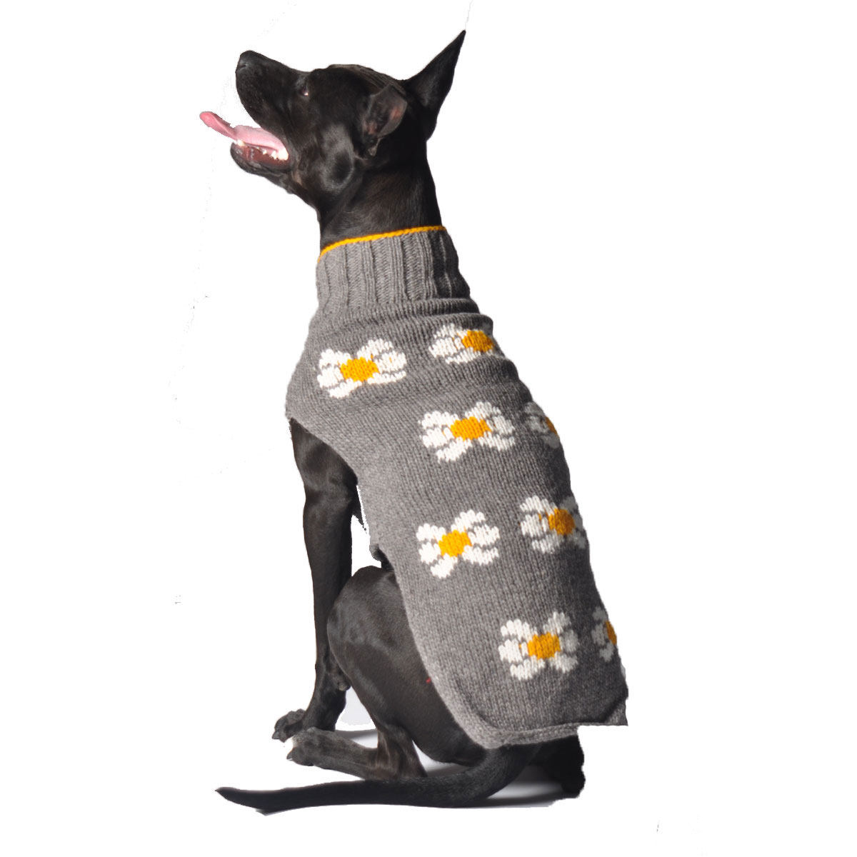  Baxter Dog Paw Dog Collar (Cat) : Handmade Products