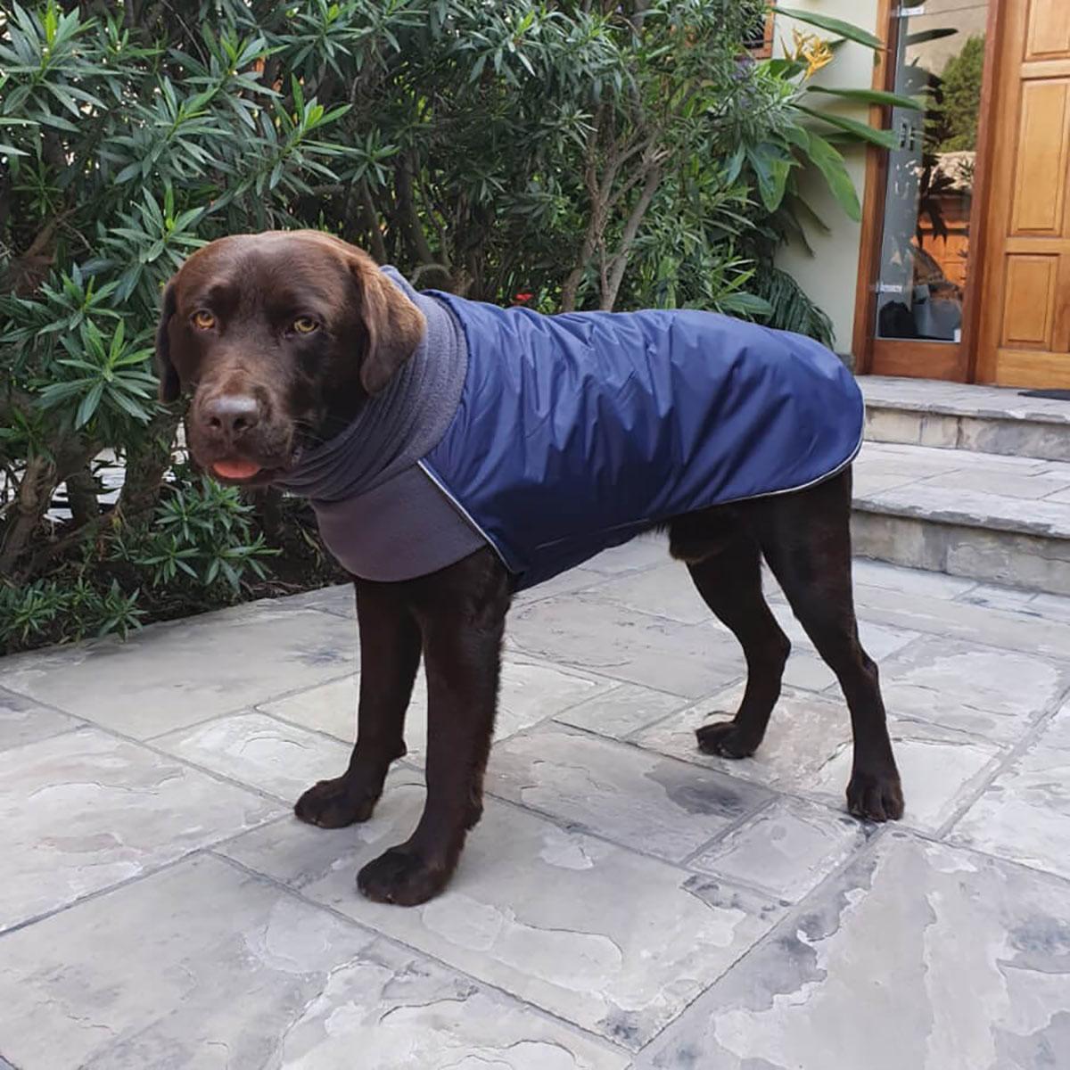 Trench coat clearance for dogs