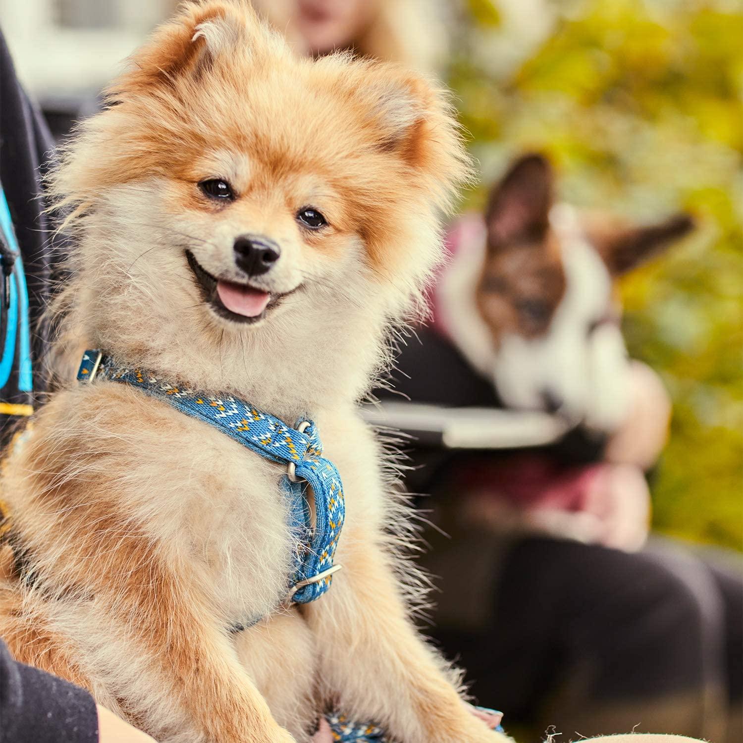 Lager Dog Collar — Wibby Brewing