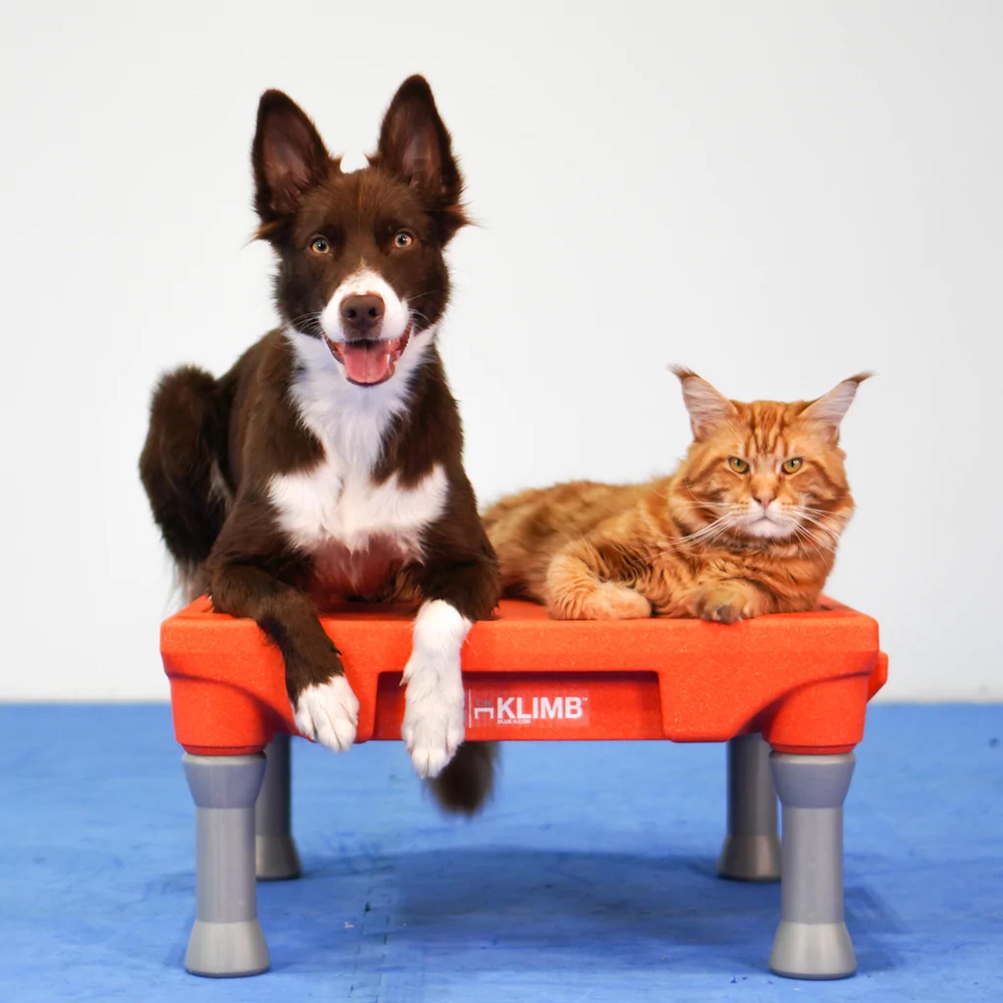 Dog Training Platform,Stackable Dog Training Board W/Turf Surface, Durable Dog Platform for Most Sized Dog in Living Room, Orange, Men's, Size: One