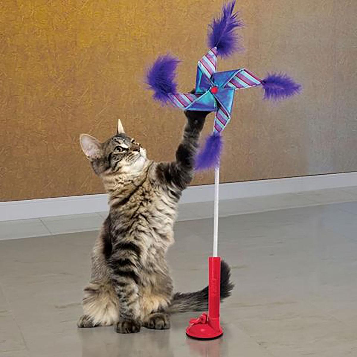  KONG Curlz Teaser Cat Toy : Pet Supplies