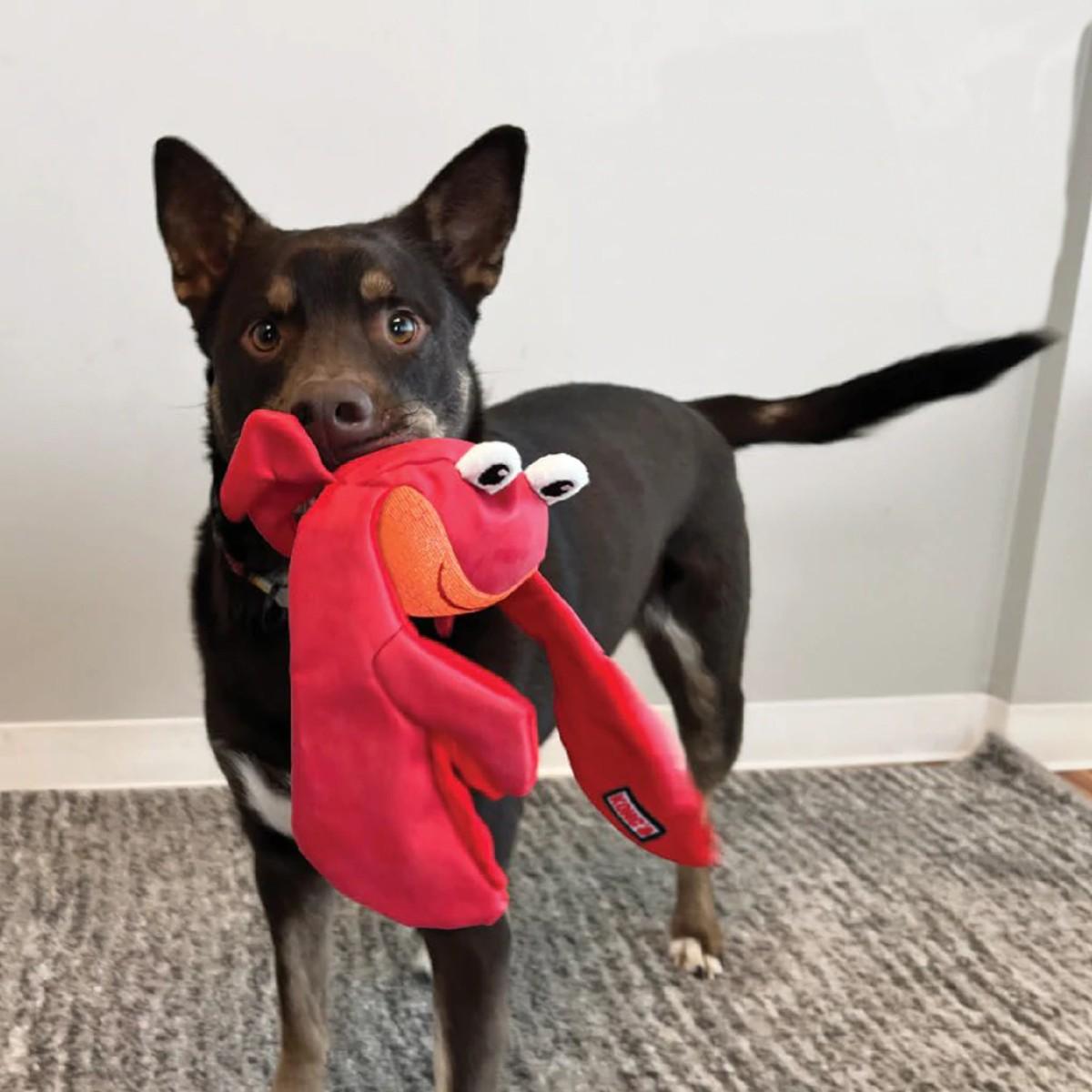 kong crab dog toy