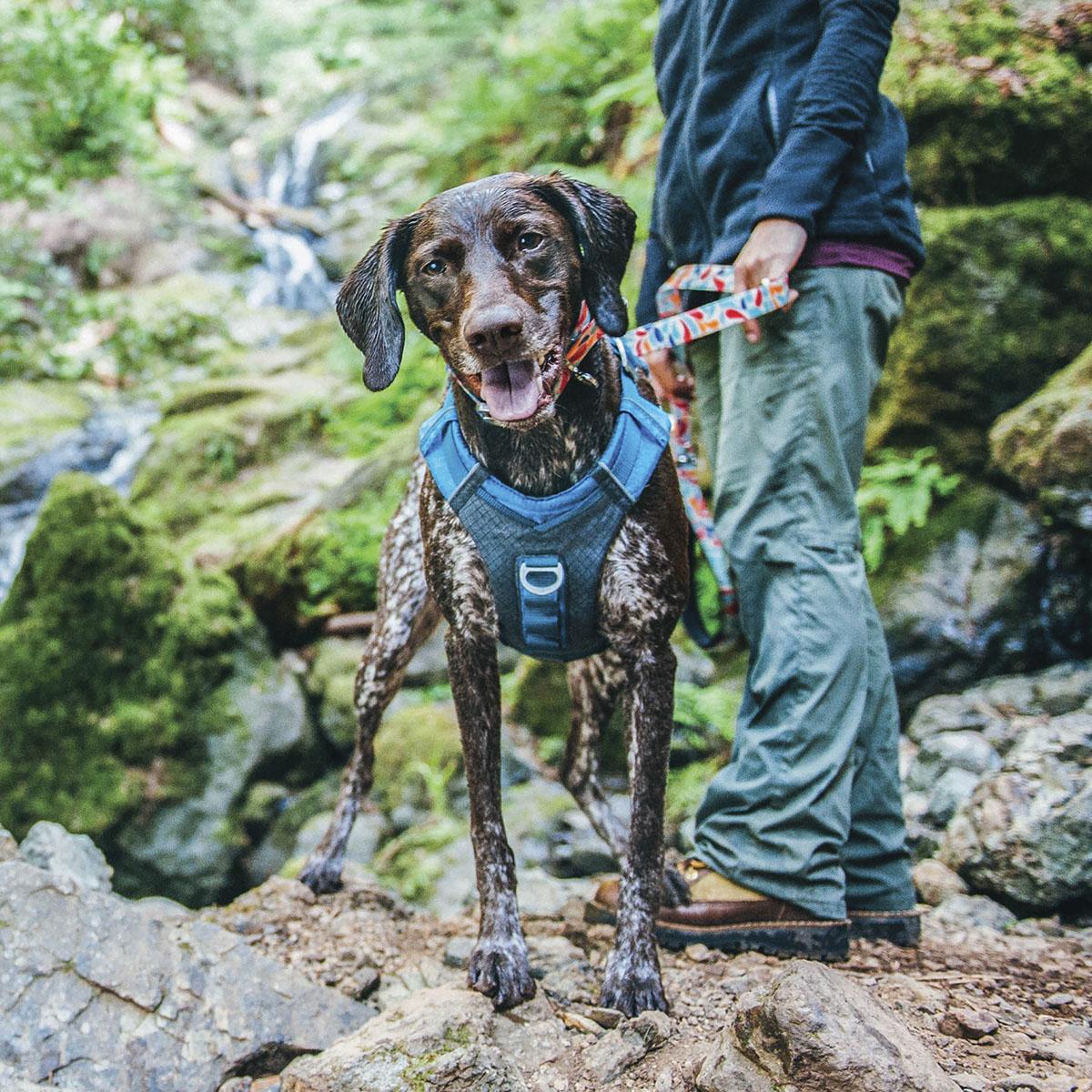 Kurgo Journey Air Dog Harness - Coastal Blue | BaxterBoo