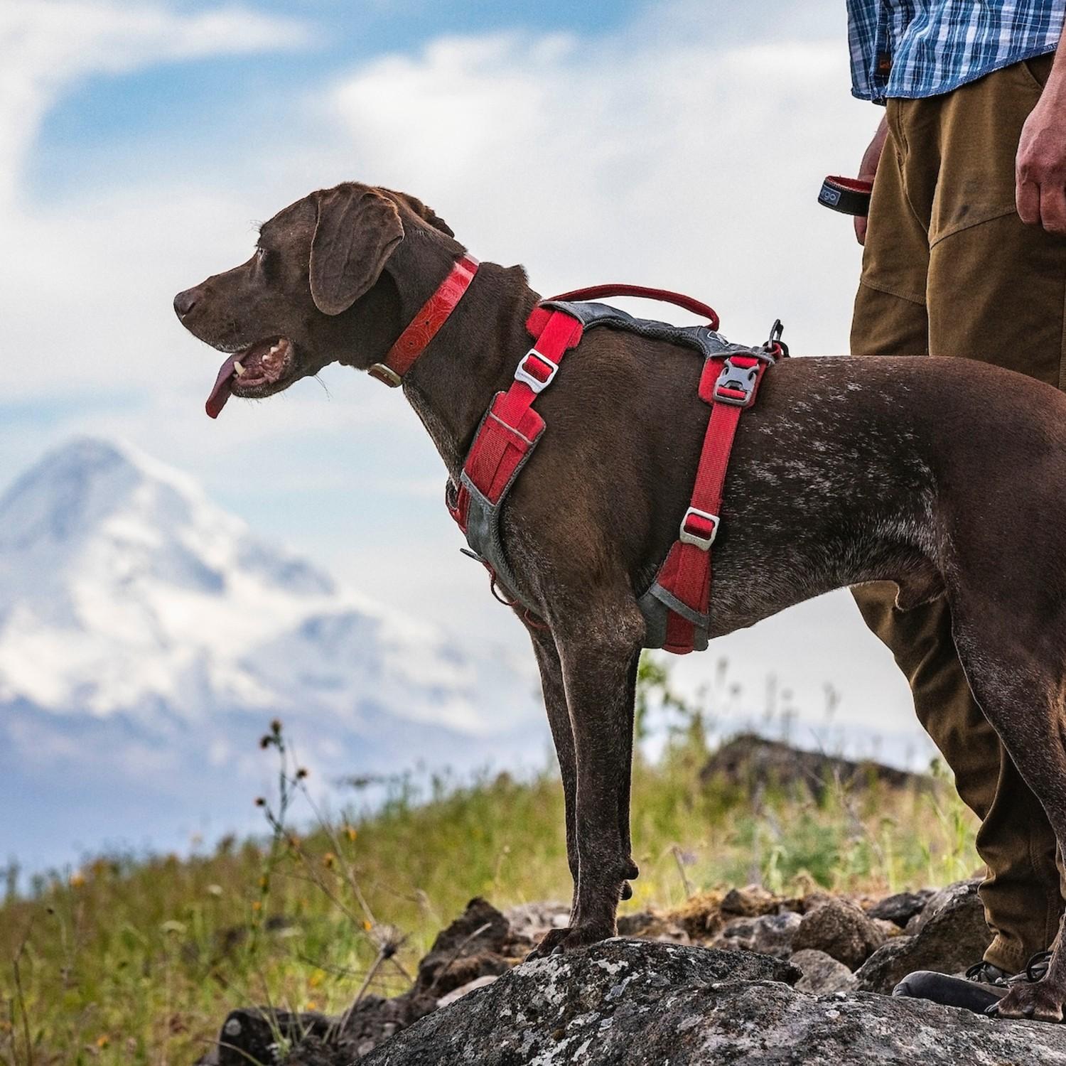 Coral clearance dog harness