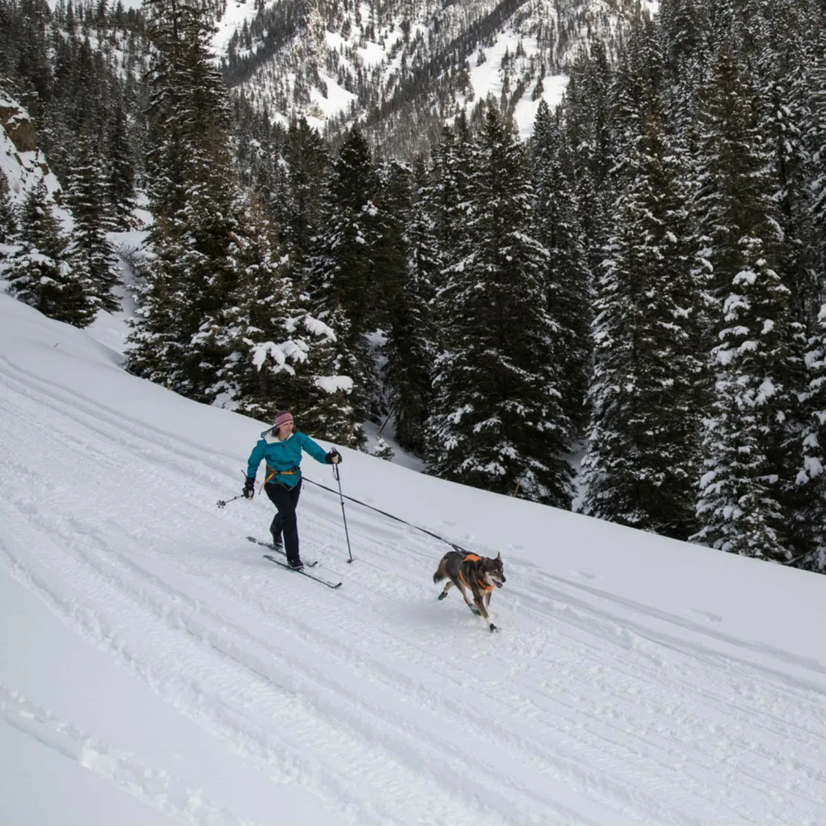 Omnijore Complete Dog Joring System with Locking Crux Clip by RuffWear - Orange Poppy