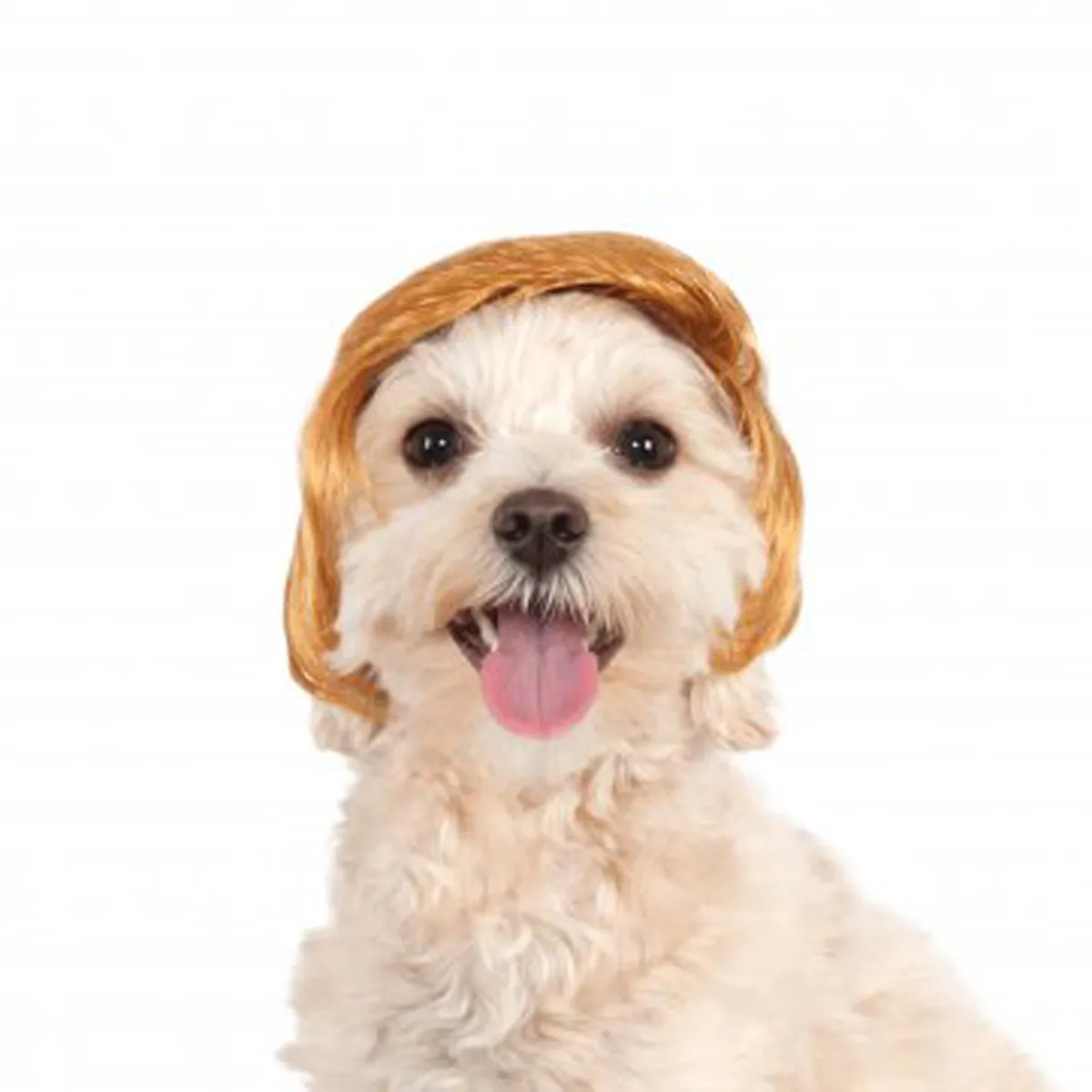 Pawlitical Billionaire Wig Dog Costume