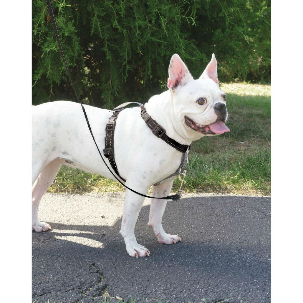 PetSafe 3 in 1 Dog Harness with 2 Point Contr | BaxterBoo